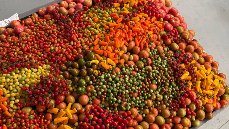 Raise the Dead: The Chefs and Seed Savers Bringing Extinct Vegetables Back to Your Plate